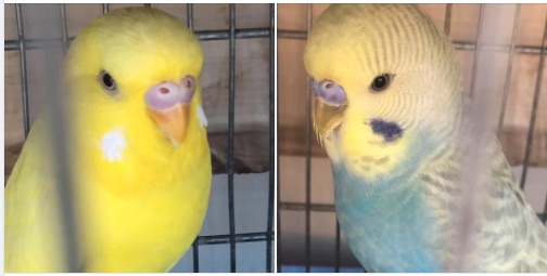 MI SAPETE DIRE SE SONO
FEMMINA E MASCHIO